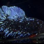 betta892