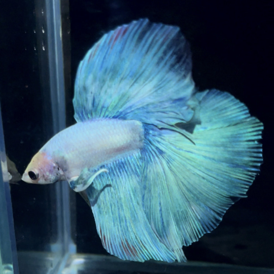 betta889