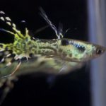 betta894