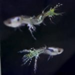 betta894