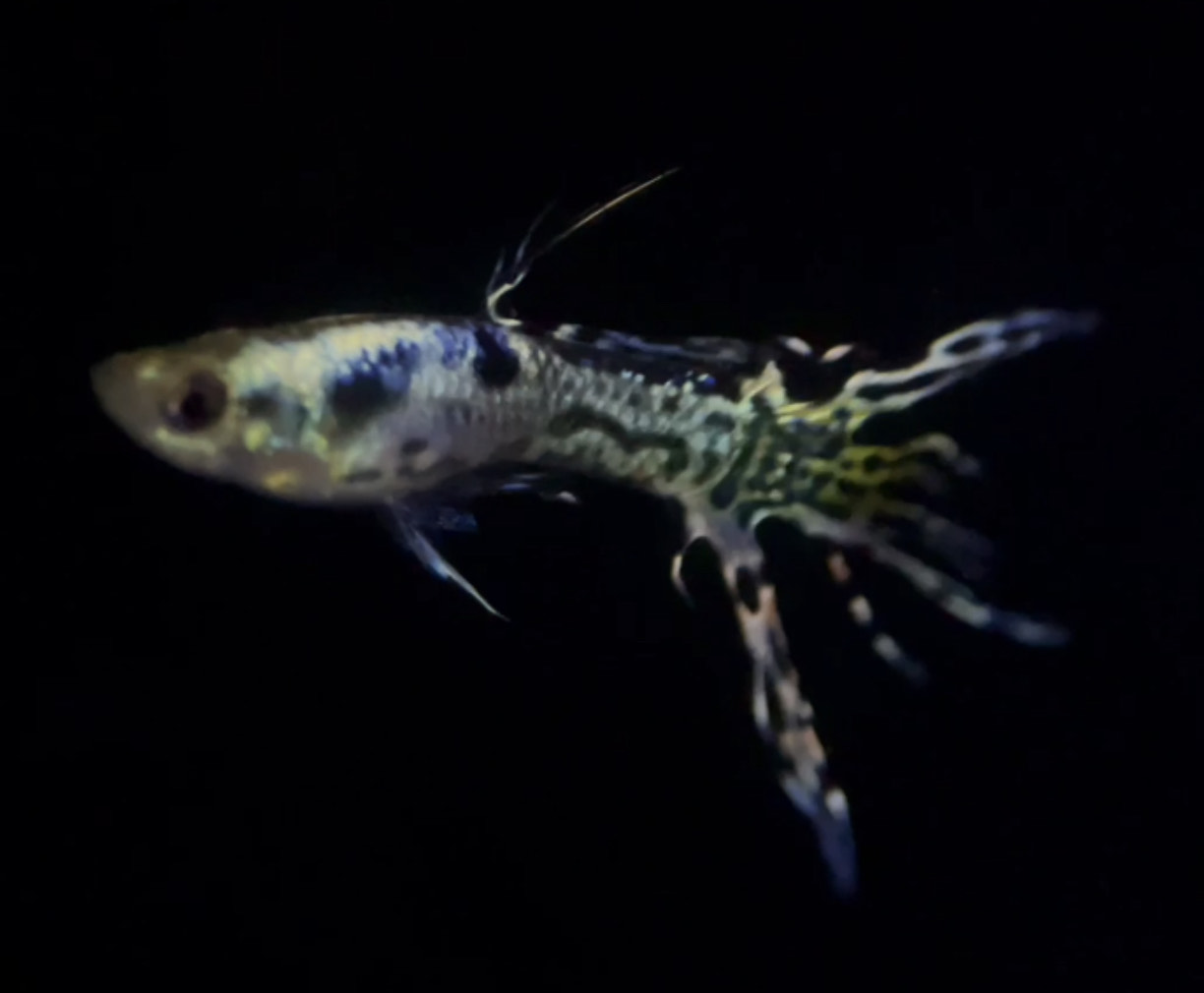 betta894