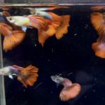 betta893