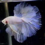 betta895