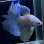 betta897