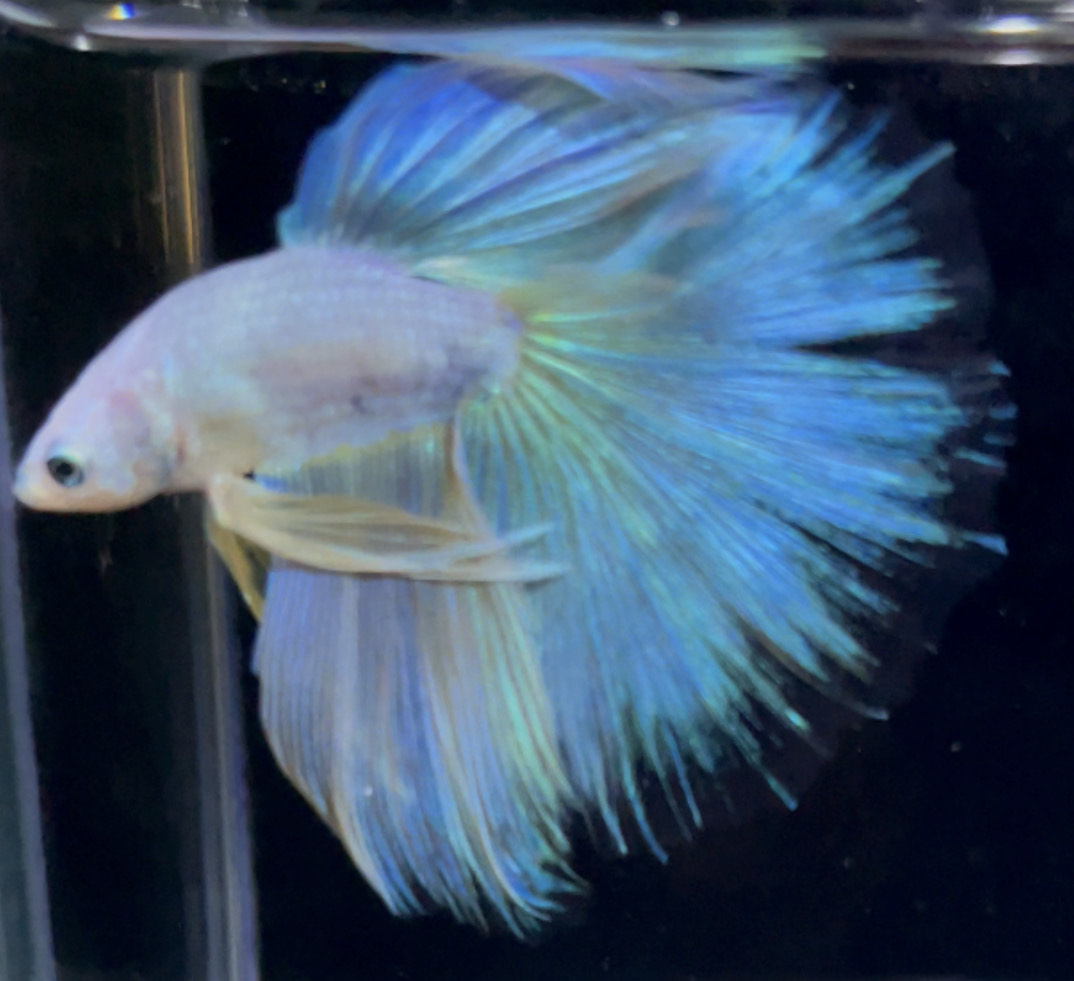 betta896