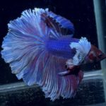 betta899