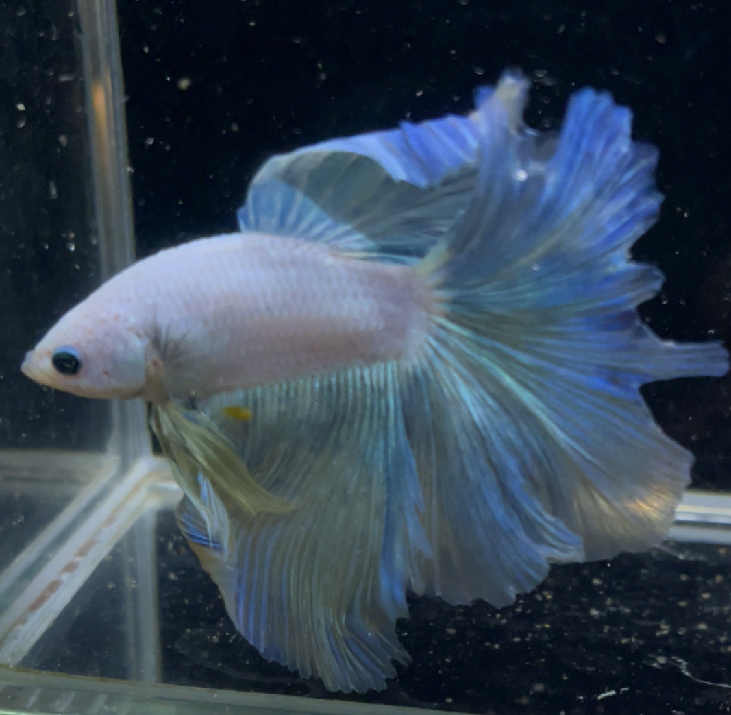 betta897