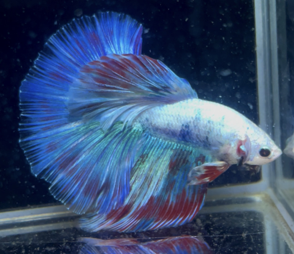 betta898