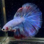 betta898