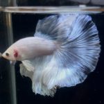 betta900