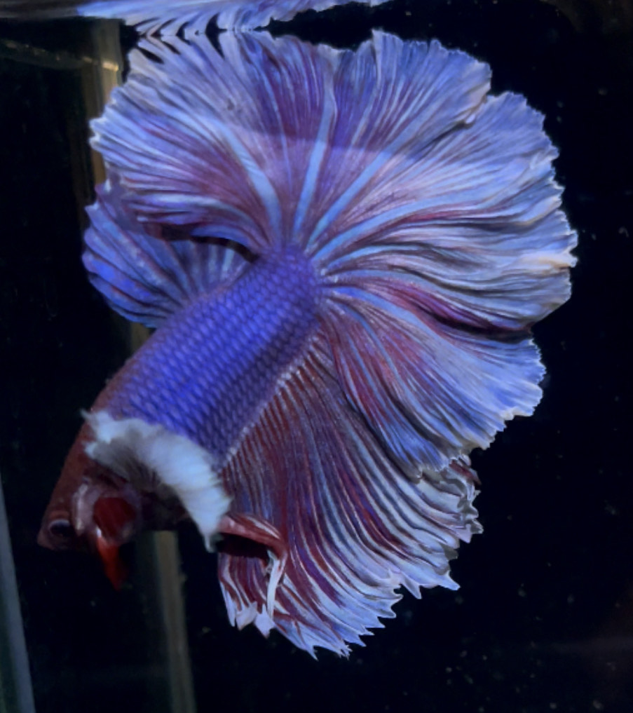 betta899