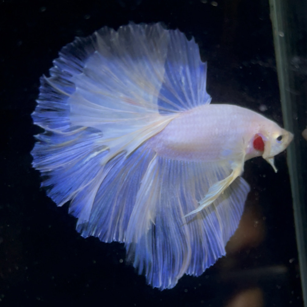 betta895