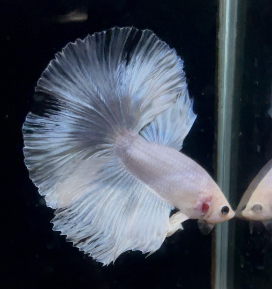 betta900