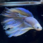 betta896