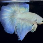 betta904