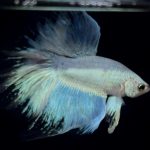 betta907