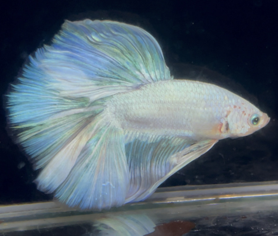 betta902