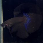 betta905