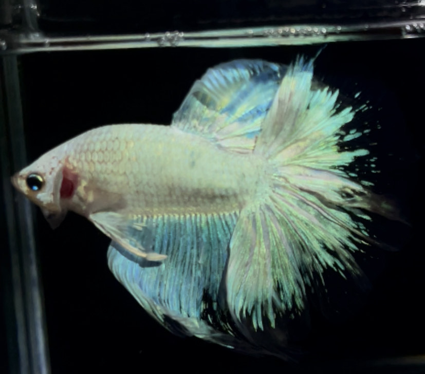 betta907