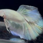 betta902