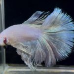 betta901
