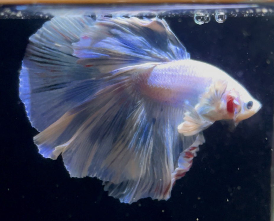 betta903