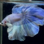 betta903