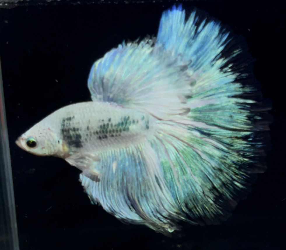 betta906