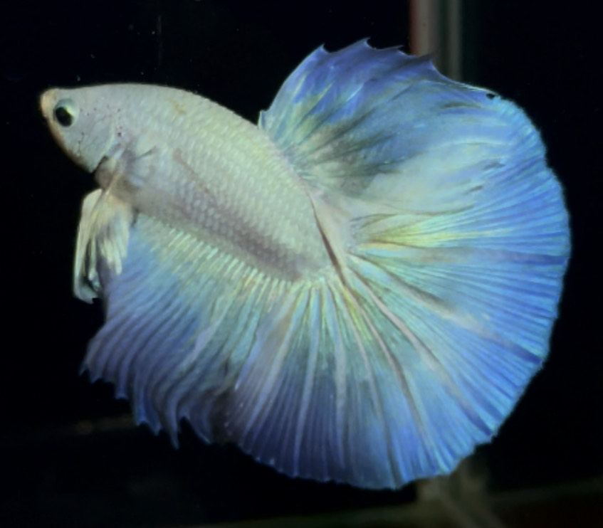 betta904