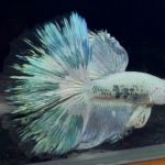 betta906