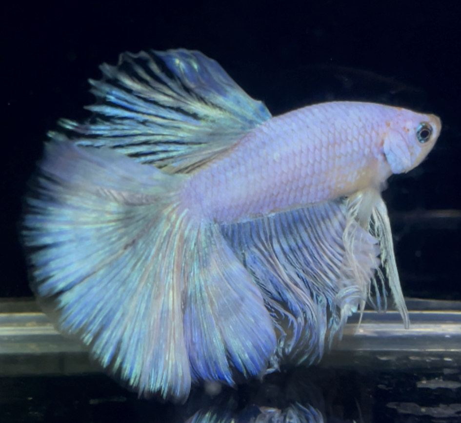 betta901