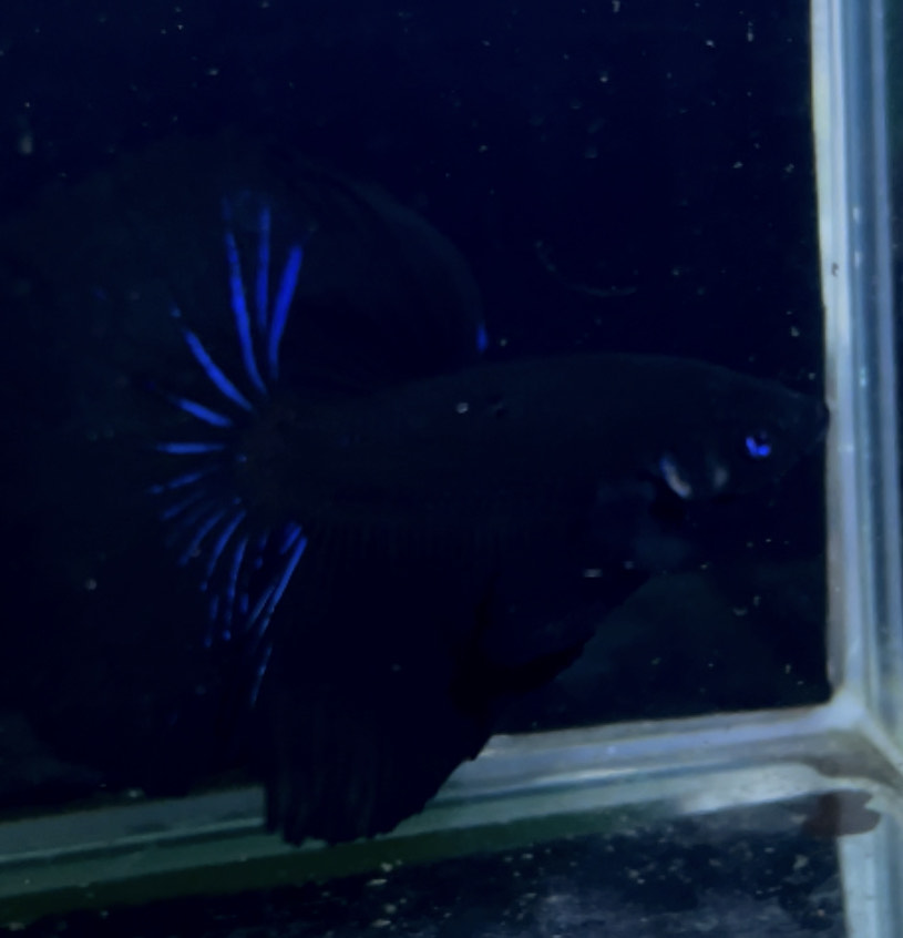 betta905