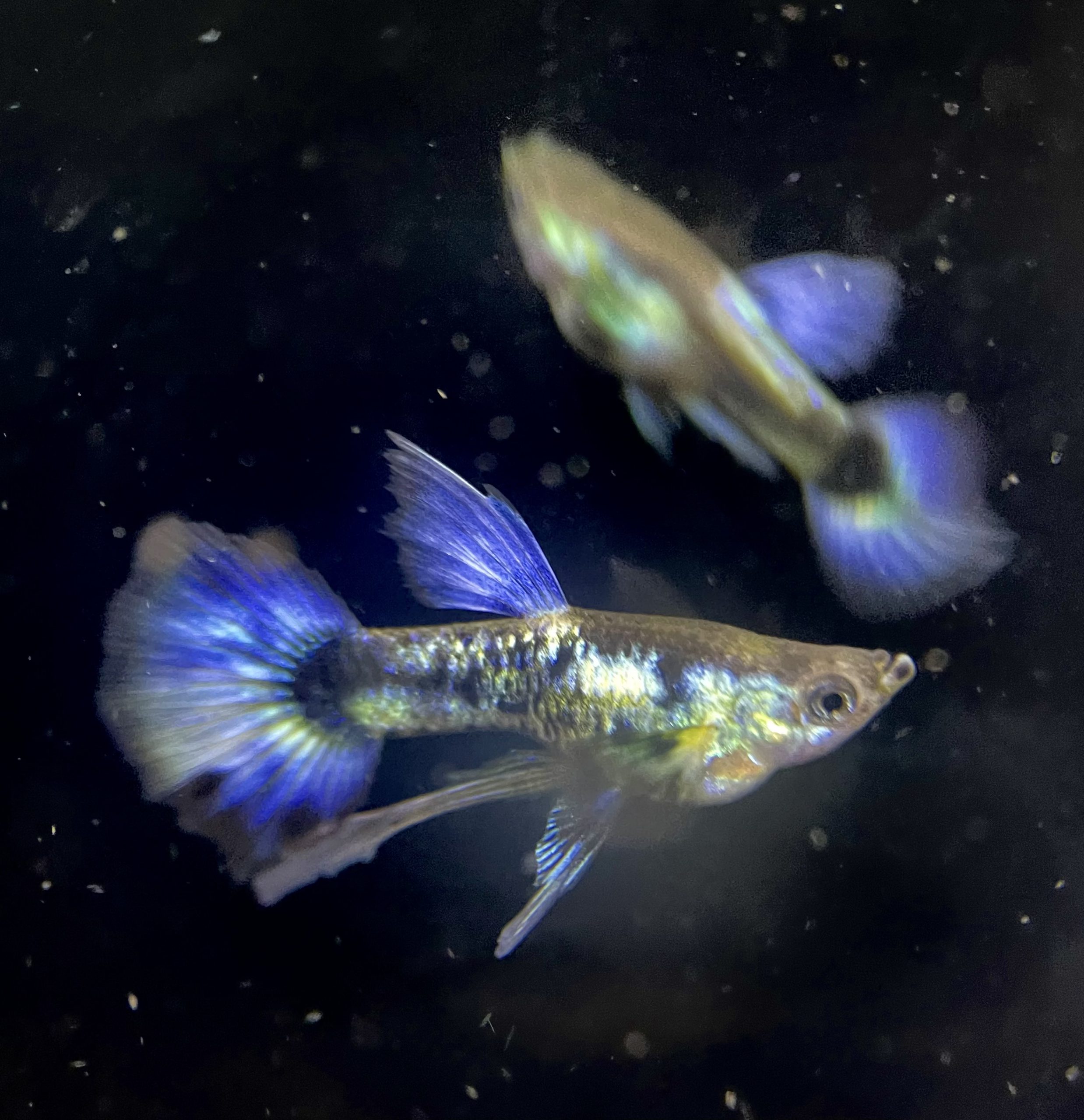 betta910