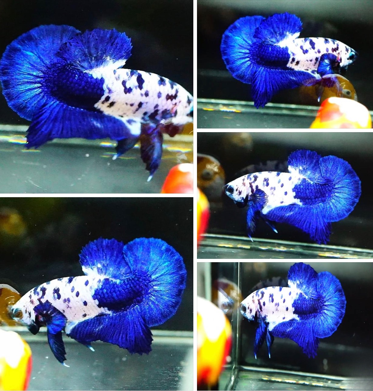 betta920