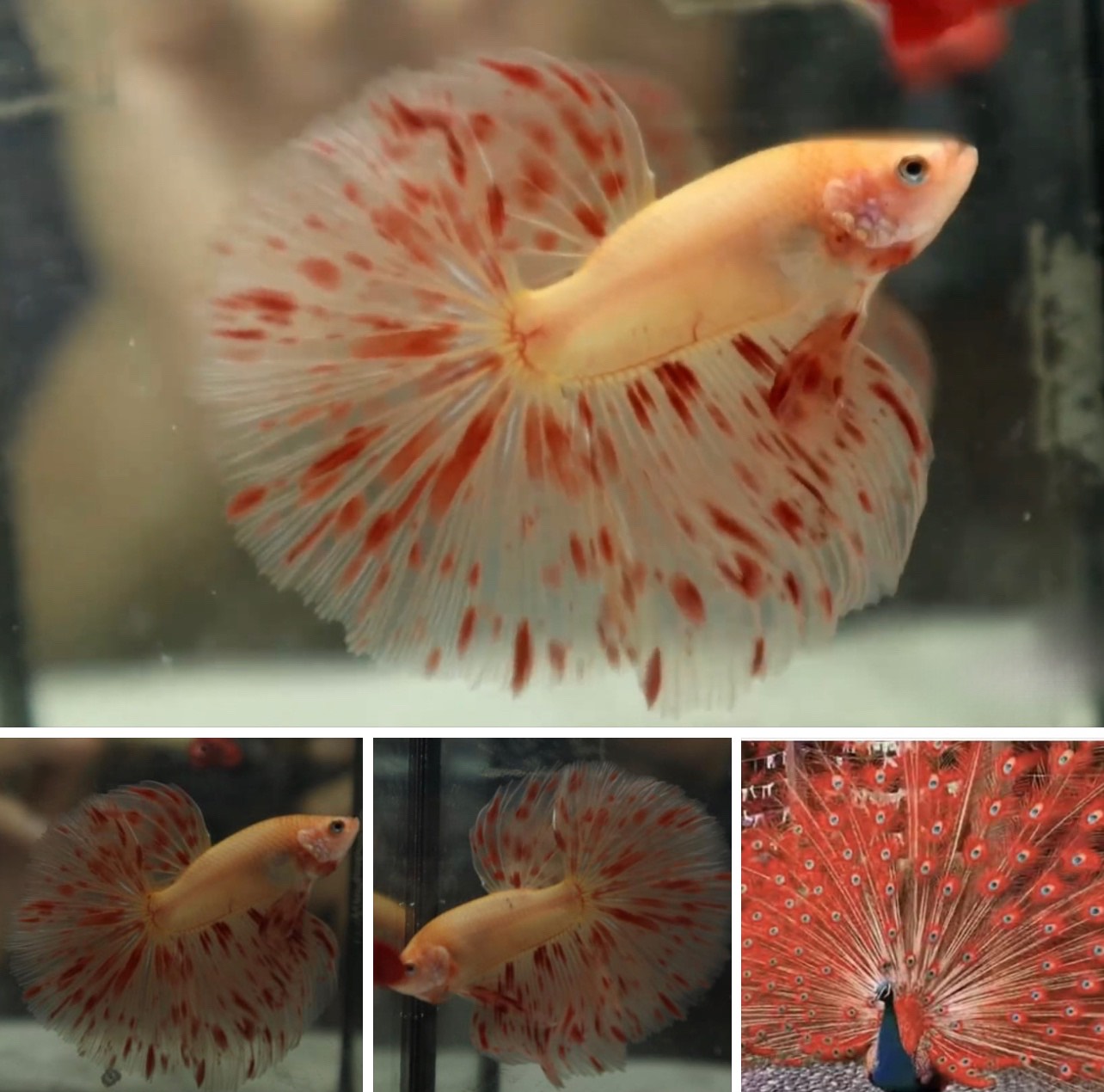 betta919