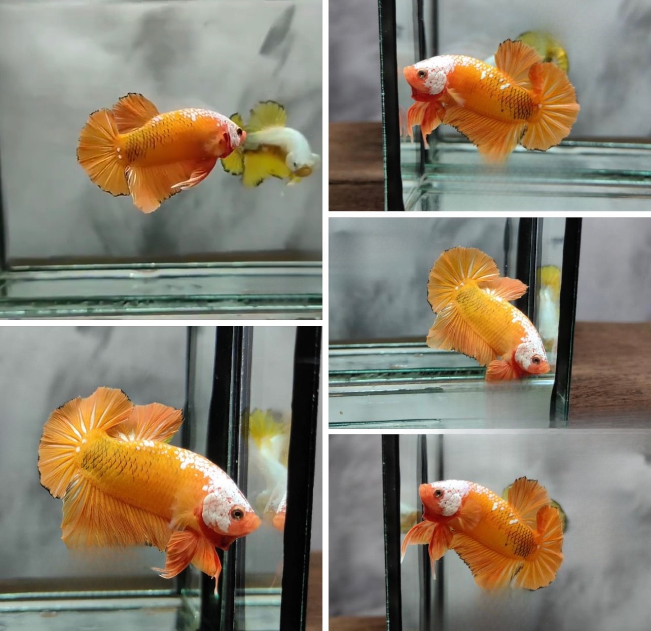 betta924