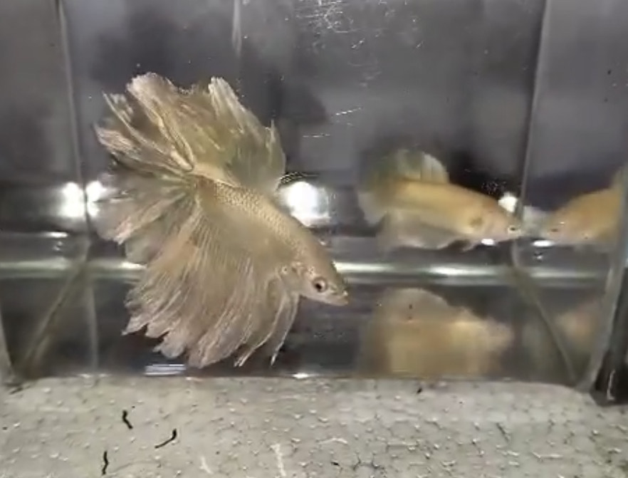 betta908