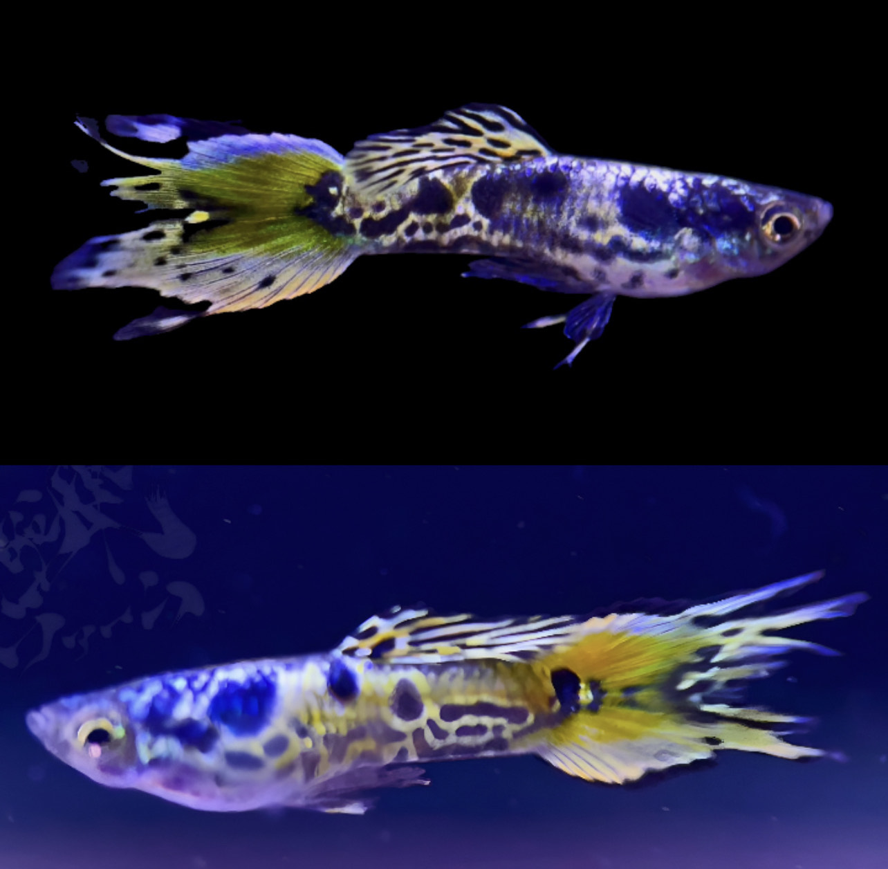 betta909