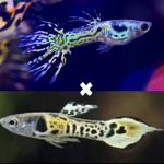betta909