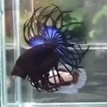 betta913