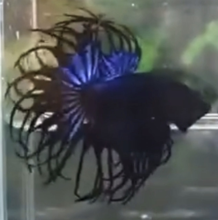 betta913