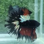 betta916