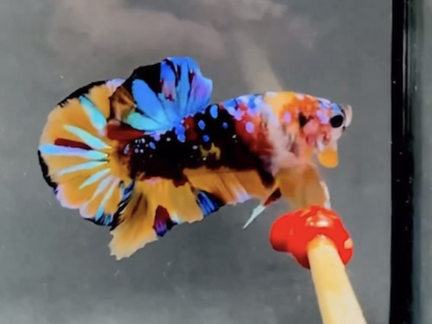 betta915