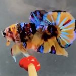 betta915