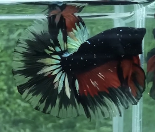betta916