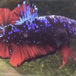 betta911
