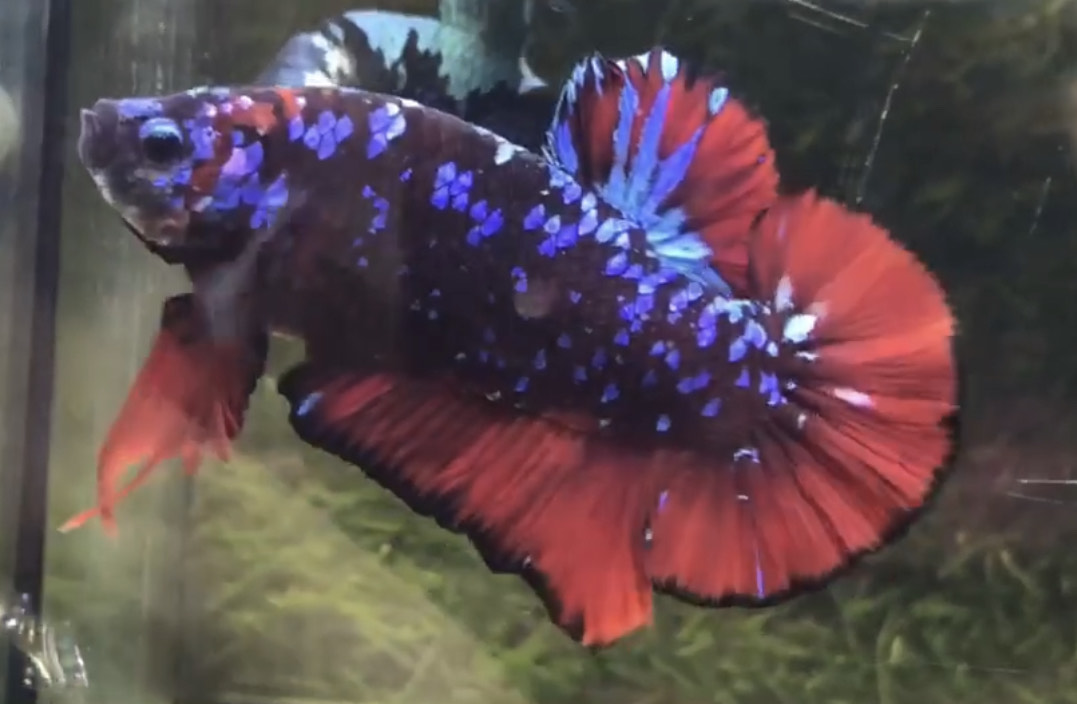 betta911