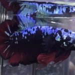 betta917