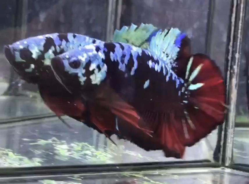betta917