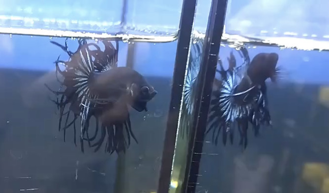 betta918